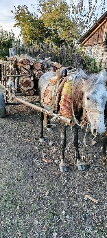 Inəklər, öküzlər: Dişi, il: 5 — 5