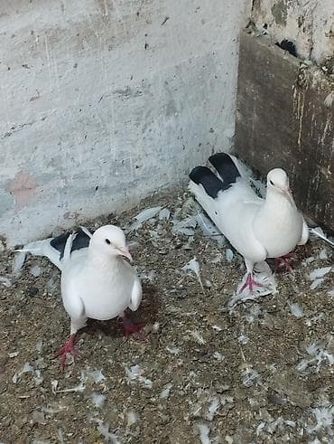 4ed orta goy qurquq 1ed goy boyun. Goy quyruqlarin icinde cut olani