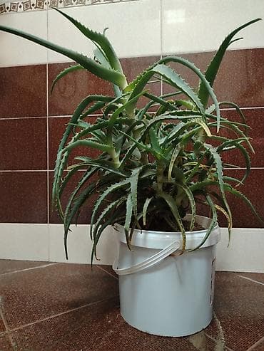 Aloe vera (sukkulent) – dekorativ və faydalı ev bitkisi - Növ: Aloe lalafo.az -da Aloe vera (sukkulent) – dekorativ və faydalı ev bitkisi - Növ: Aloe