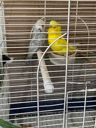 Quşlar: Cex ve vistivka quwlari vitaminli yemlerler beslenirler sağlam ve — 7