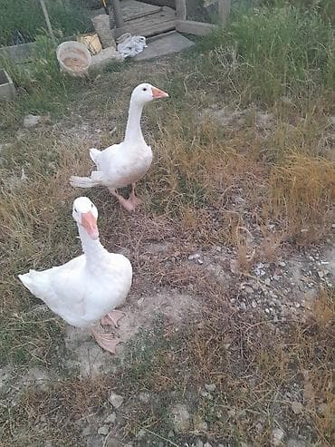 arpa bugda satisi: 1 cüt erkey dişi qaz satılır cütü 50 manat — 3