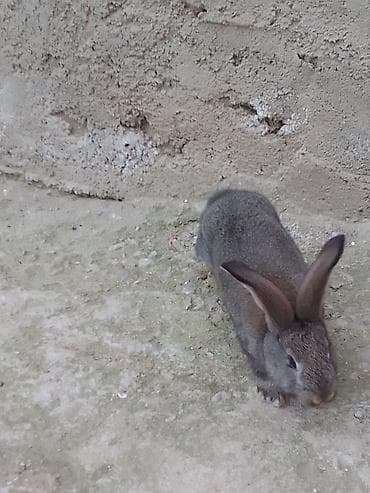 at satisi azerbaycan: Balalar satılır bir bala 25azn atan ve ananı ğösdermek ücün qoymuşam — 5