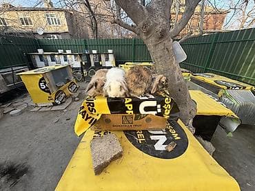 akvarium dekor: 🐰 Mini Lop dovşanlar 🤍 4 ədəd sağlam və baxımlı mini lop var. • 2 — 7