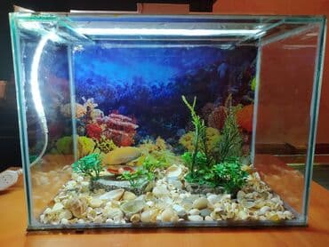 продажа аквариумных рыбок: Akvariumlar — 3
