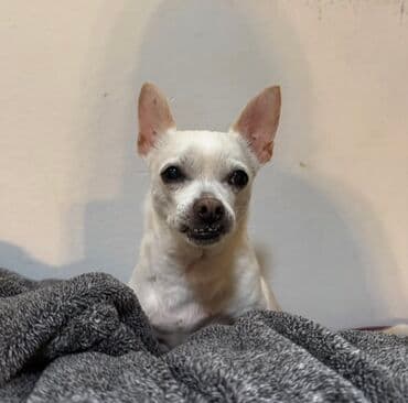 купить щенка чау чау: Чихуахуа — 3