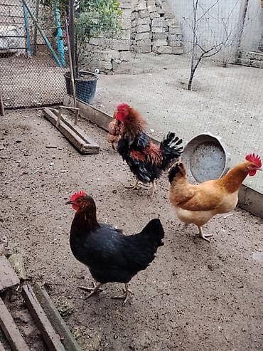 cins keci: Toyuq, Damazlıq — 2