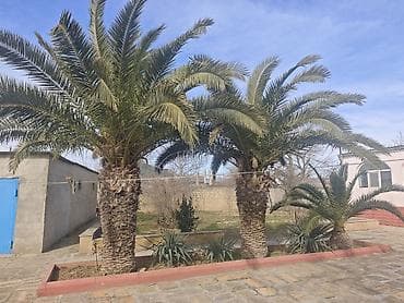 Xurma ağacı Feniks - dekorativ ağac kök hündürlüyü 2m 50sm tam lalafo.az -da Xurma ağacı Feniks - dekorativ ağac kök hündürlüyü 2m 50sm tam