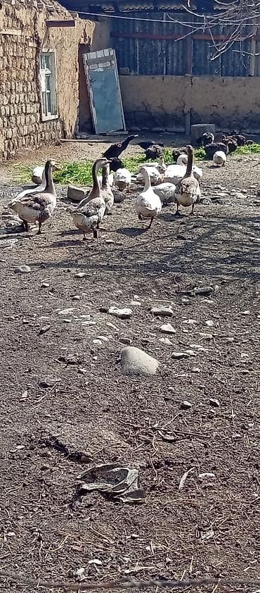 ordek satilir: Erkək, Damazlıq, Ödənişli çatdırılma — 5