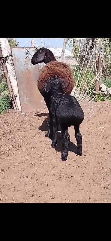 brama cucə satışı: Qoyun və quzu dəsti - Cins: ehtimalən qaragül/yerli ətlik tip — 4