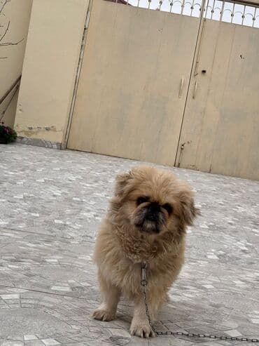 it adlari erkek azeri: Pekines, 1 il, Erkek, Ünvandan götürmə — 1