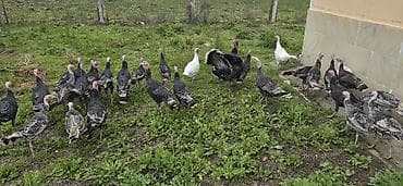 ev qusu: Məhsul: Türki (hind toyuğu) sürüsü Təsvir: - Fotoşəkillərdə göründüyü — 2