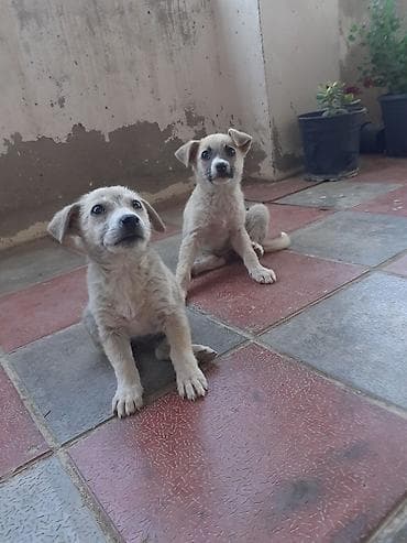 Zvonok, 2 ay, Dişi lalafo.az -da Zvonok, 2 ay, Dişi