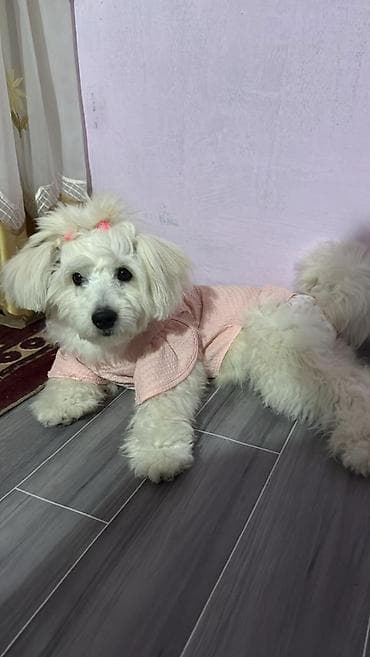 itlərin cütləşdirilməsi: Pudel, 8 ay, Dişi, Ünvandan götürmə — 1