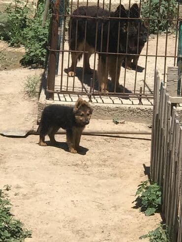 1 ay, Erkek, Ünvandan götürmə