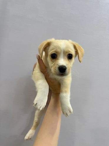 tap az heyvanlar itler: Retriever, 2 ay, Dişi, Peyvəndli — 2