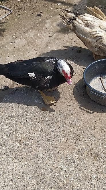 mandarin ördəyi: Lal ördəklər alıram, neçə ədəd olur olur — 1