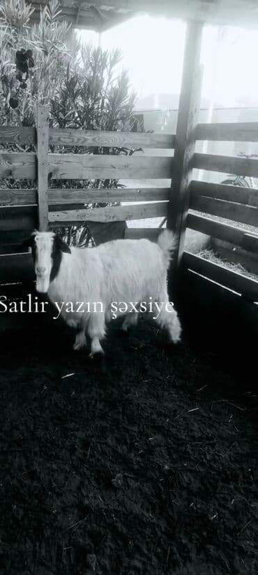 Lincoln: Satılır – keçi - Növ: kənd təsərrüfatı heyvanı, keçi - Rəng: ağ — 1