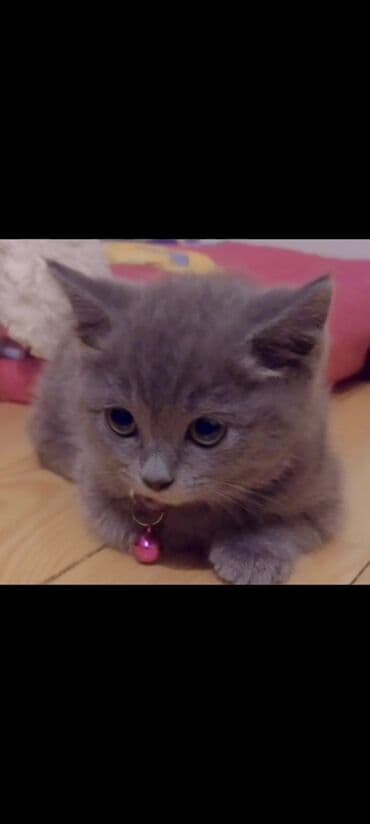 bala pişik adları: Boz rəngli balaca pişik balası - Cins: ev pişiyi (boz, təkrəng və — 3