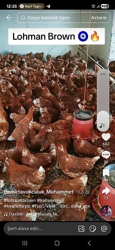 Məhsul: Lohmann Brown yumurtalıq toyuqları lazımdı. Alıram - Cins