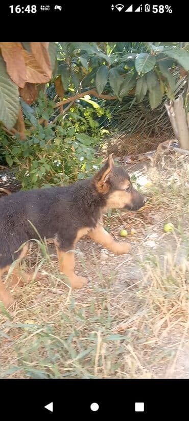 iran coban iti: Немецкая овчарка, 4 месяца, Самец — 3