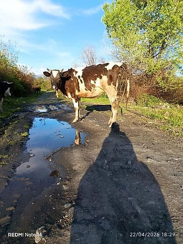 Bidene doğan inekdi balaida var