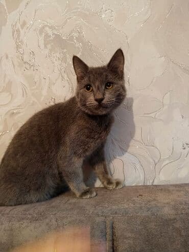 it ev: Erkək, Yaxşı əllərə, Pulsuz çatdırılma — 1