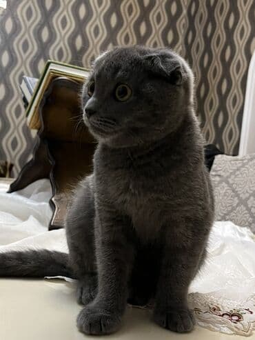 İtlər: Şotland yastı qulaq, Erkək, Ünvandan götürmə — 3