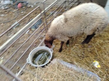 Kökdü təmiz əti 35 40 arasıdı