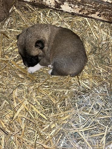 itlerin satisi: Peyvəndli — 5