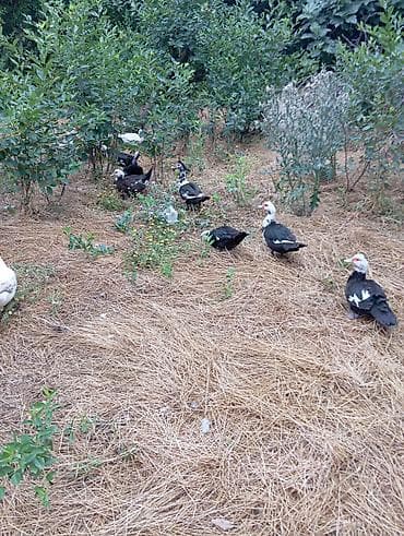 Musk ördəkləri (indo ducks) – müxtəlif rənglərdə sürü 70 fərə 30 — 3