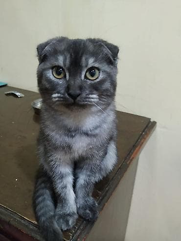 pişik pulsuz: Şotland yastı qulaq, Dişi, Yaxşı əllərə, Pulsuz çatdırılma — 1