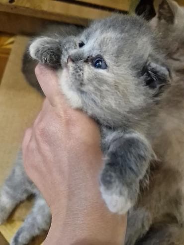 syam pişik: Boz tüklü balaca pişik balası - Cins: uzun tüklü, yumru üz quruluşlu — 9