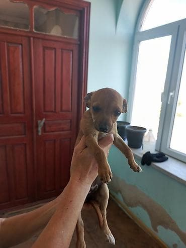 koker spaniel satilir: Miniatür pinçer, 7 ay, Dişi, Peyvəndli, Ünvandan götürmə, Pulsuz çatdırılma — 5