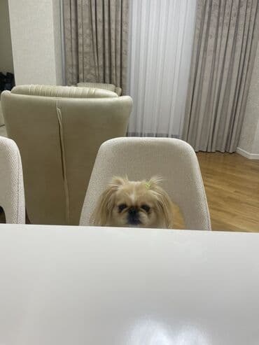 Gəmiricilər: Pekines — 2