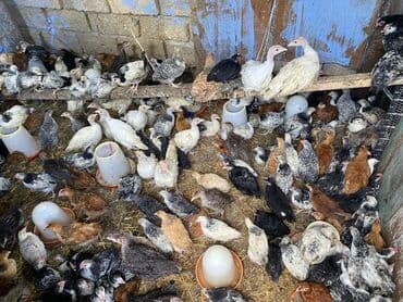 kənd colpası satışı: Satılır durçinka,serbilis,hündüşka — 2