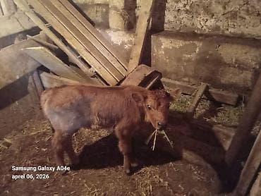 inək südsağan aparat: 15_16litrden cox sud verir.ikinci balasidir.balasi erkekdir .Teze — 7