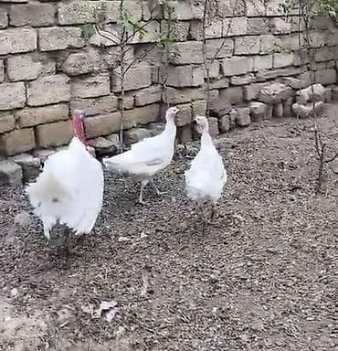 cins atlar: Erkək, Ətlik — 3