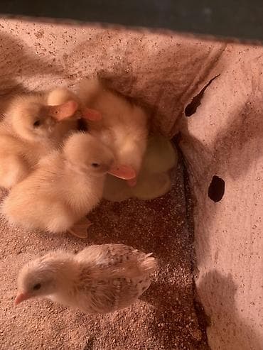 Pişiklər: Satılır: ördək balaları - Növ: sarı tüklü ördək balaları (dəqiq cins — 1