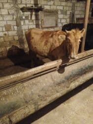 Dişi, il: 3, Damazlıq, Ünvandan götürmə lalafo.az -da Dişi, il: 3, Damazlıq, Ünvandan götürmə