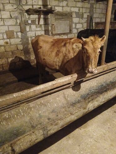 qaz ordek satisi: Dişi, il: 3, Damazlıq, Ünvandan götürmə — 4