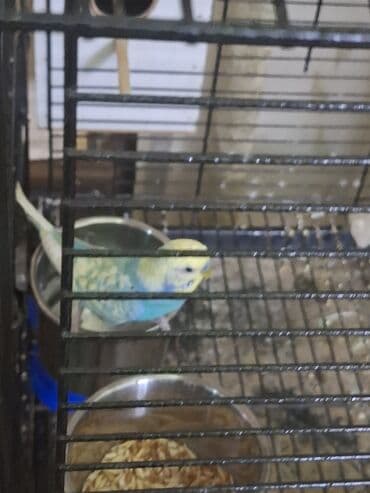 Audi: Qusun renginin gozelliyi goz qabagindadir. Tam saglam papuqaydi — 3