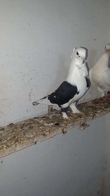 quş: Hunkari cutluyu bala vermiw quwlardi yenede yumurtuyacax qara cep — 1