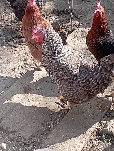 Ət məhsulları: Məhsul: Təbii kənd toyuq yumurtası Təsvir:bu toyuglarin yumurtalari — 3