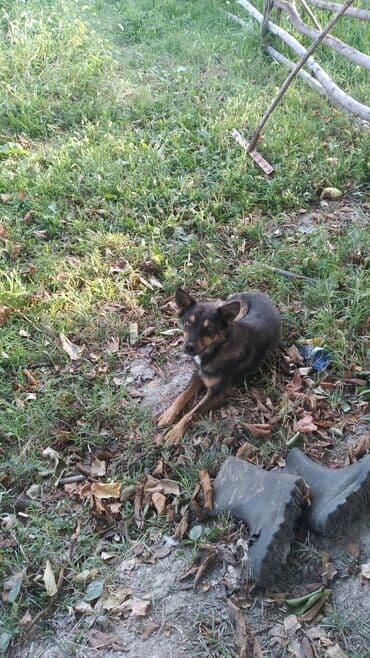 torpaq satisi saytlari: 82 sot, Kənd təsərrüfatı, Kupça (Çıxarış) — 9