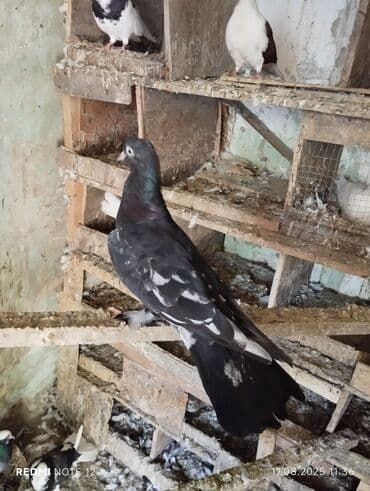 lələkli heyvanlar: Qara əbrəş qizğin erkekdir 17 tük.Uzun hündür vidli — 3