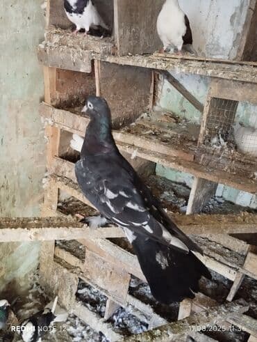 Tofas: Məhsul: Ev göyərçini (dekorativ/oynaq cins) Təsvir: - Rəng: qara fon — 1