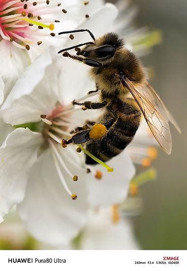 huawei p50 qiyməti: Huawei Pura 70 Ultra, 512 GB, rəng - Qızılı — 3