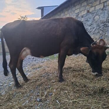toyuq ucun yem qablari: Salam öz inəyimdi yanındada balası bir yerdə satılır alverci deyiləm — 6