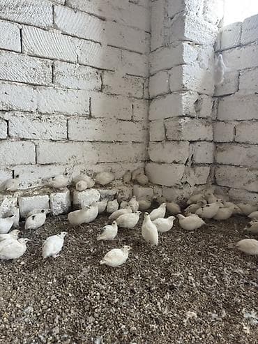 danisan qus: Ağ rəngli bildirçin sürüsü - Növ: yumurtalıq və ətlik istiqamətli ağ — 1