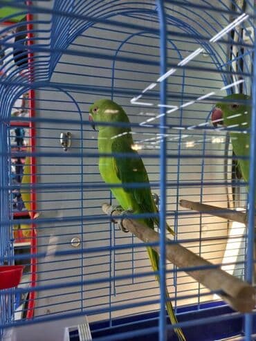 Digər heyvanlar: Ojirelya tutuquslari. Tam saglamdirlar. 2 eded. Ele oyresibler — 1